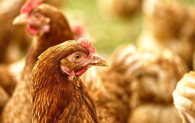 В Миколаївській області виявили пташиний грип у двох селах