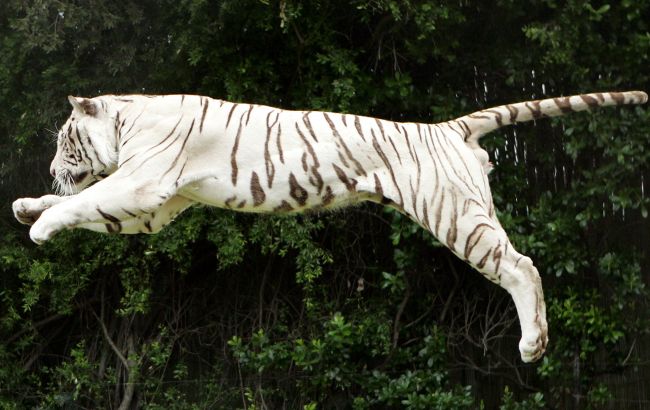 Астрологи назвали знаки Зодиака, которым Черный Тигр принесет богатство в 2022-м году