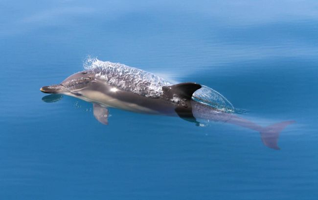 Военные корабли РФ стали причиной гибели дельфинов и некоторых рыб в Черном море