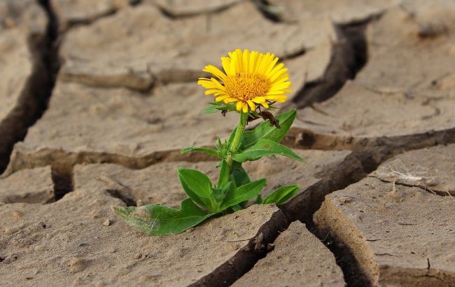На грани исчезновения еще одно озеро в Крыму: оккупанты приложили руку (фото)