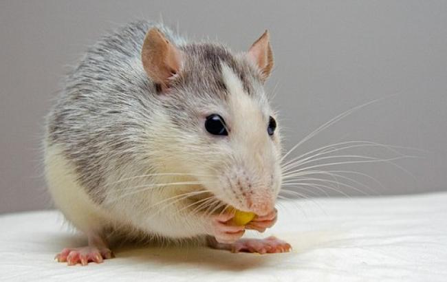Генотерапия вылечила мышей от кокаиновой зависимости