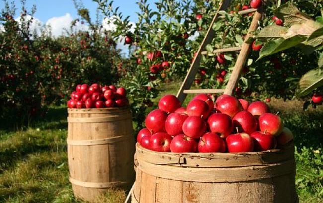 Вчені виростили новий сорт яблука