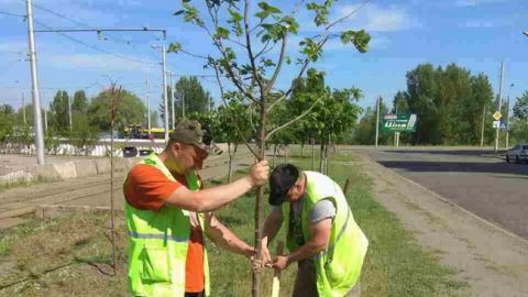 В городах изменят правила высадки деревьев