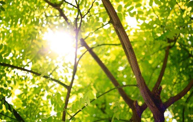 В Киеве спасателям пришлось снимать с дерева 16-летнего парня