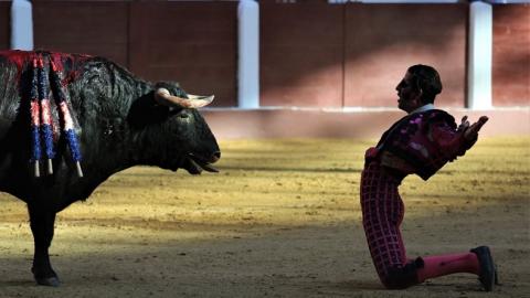 Бык снял часть скальпа со знаменитого матадора: видео не для слабонервных