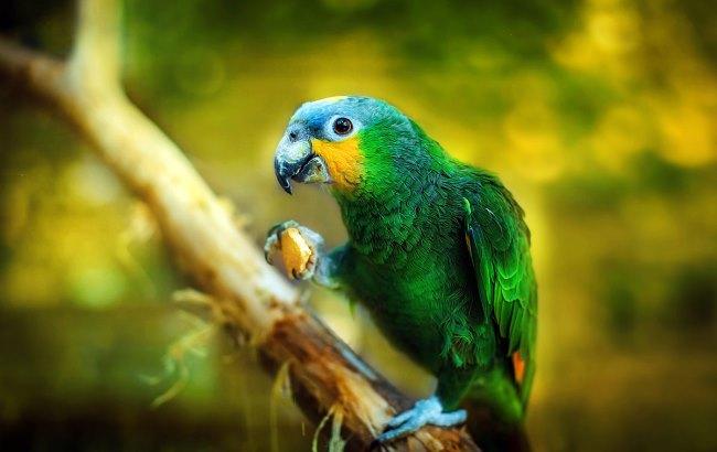 Талантливый попугай спел дуэтом сам с собой
