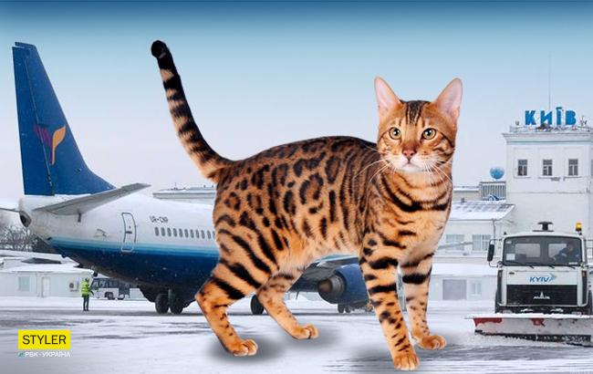 В аэропорту "Киев" задержали рейс из-за "лишней" кошки