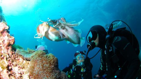 Ще одна туристка постраждала від акули в Єгипті: що відомо про інцидент