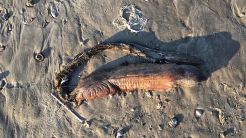 Ураган "Харві" виніс на берег Техасу незвичайну істоту з гострими зубами