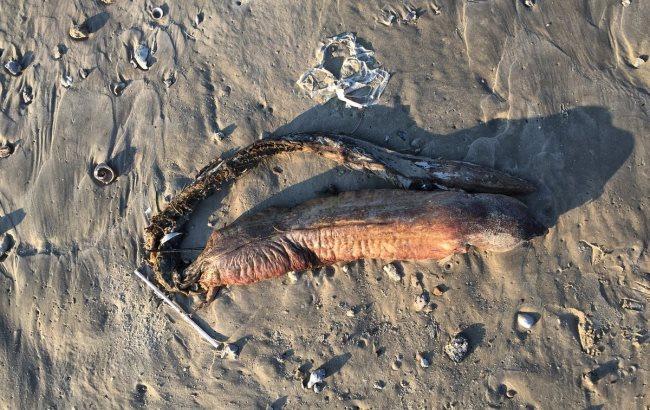 Ураган "Харви" вынес на берег Техаса необычное существо с острыми зубами