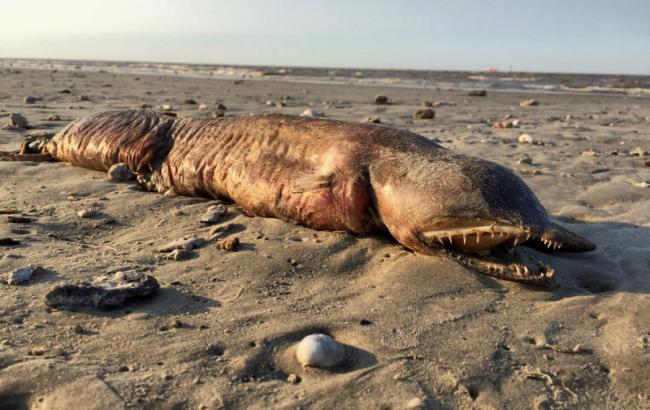 Ученые узнали, что за существо выбросило на пляж после урагана в США