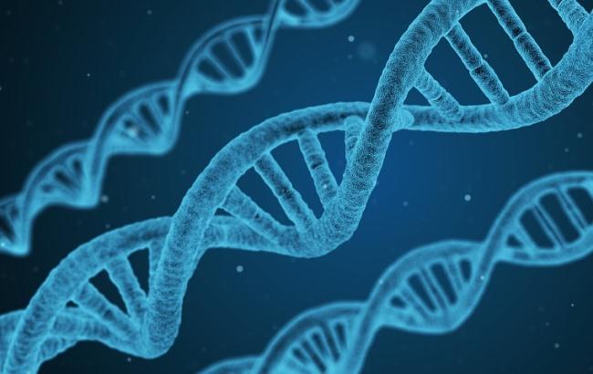 З ДНК людського ембріона вперше видалили ген захворювання