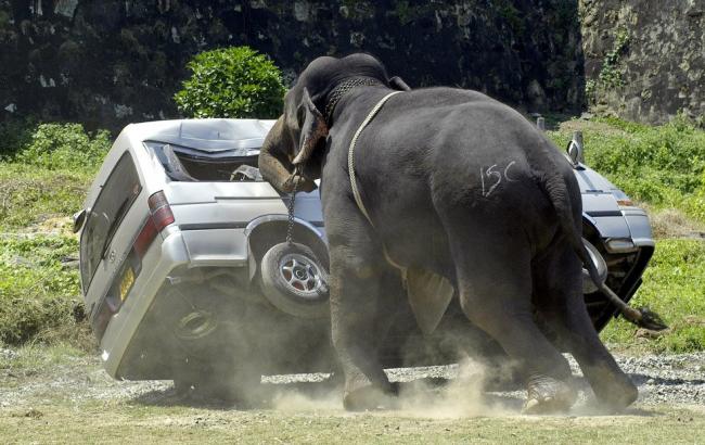 В национальном парке Зимбабве слон затоптал туристку