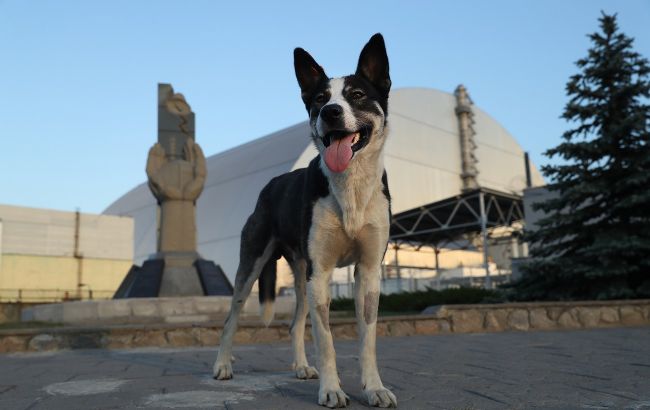 Авария на ЧАЭС: трогательная история о том, как маленькая девочка спасла свою собаку