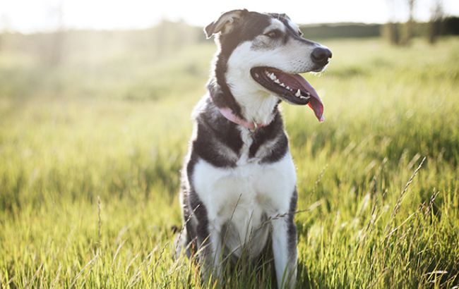 Погода на сегодня: в Украине местами дожди, температура до +20