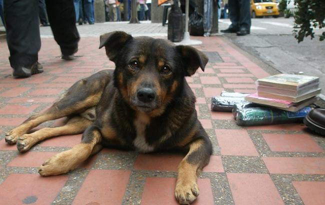 В Киеве хотят запретить использование животных для попрошайничества
