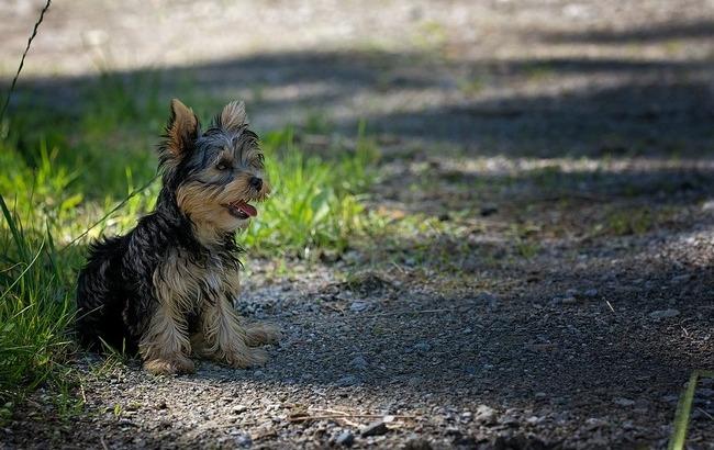 У Києві сусіди довели до смерті собаку, яку їм залишили на перетримку