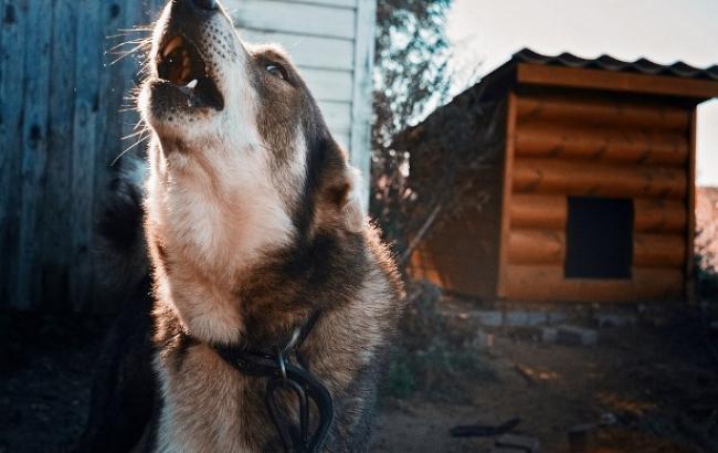 У Дніпропетровській області собаки загризли на смерть жінку (відео)