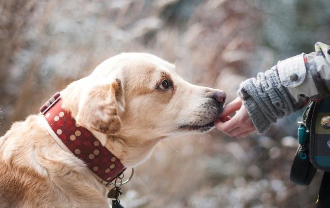 В Киеве отравили собаку-поводыря инвалида