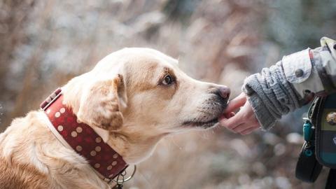"Без чотирилапого помічника і кордон &ndash; не кордон": прикордонники привітали з Днем собак