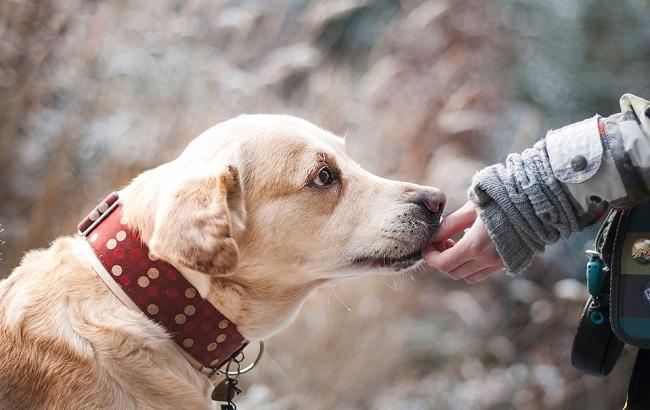 "Без четырехлапого помощника и граница &ndash; не граница": пограничники поздравили с Днем собак