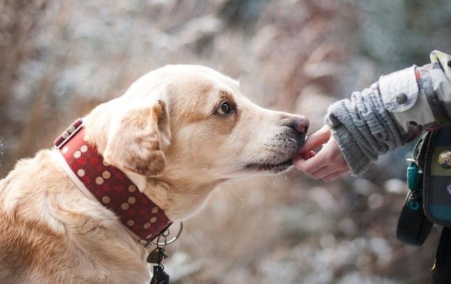 В Одесі з'явився пес-"чистюля", який допомагає прибирати місто