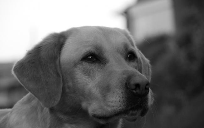 Застрелил собаку в Житомире: убийцу не собираются арестовывать