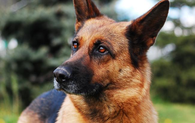 Чотирилапий донор: у Києві собака здає кров для порятунку тварин