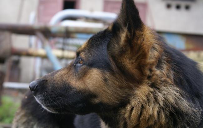 В Харькове будут судить мужчину, который заказал убийство своей собаки за бутылку водки