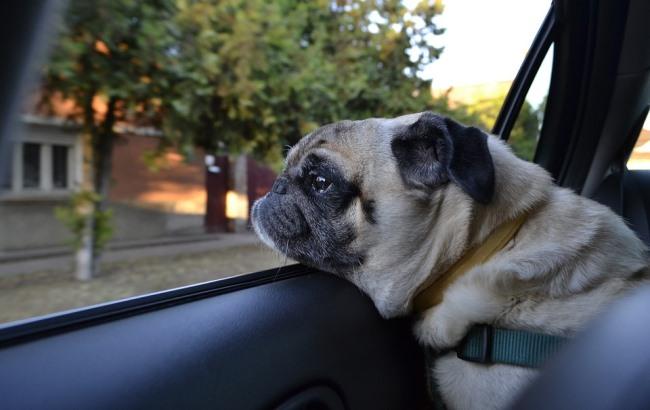 Стало известно, почему нельзя оставлять питомцев в автомобиле
