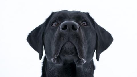 "У собак роз'їдає лапи": у Києві поскаржилися на "жорстку хімію", якою посипають засніжені вулиці