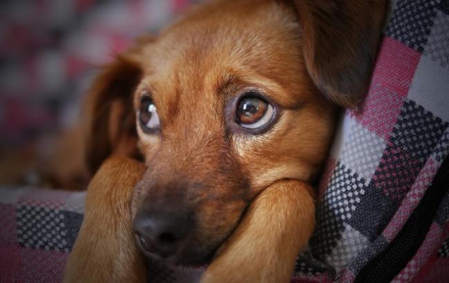 На Прикарпатье спасли собаку, которая год прожила под землей