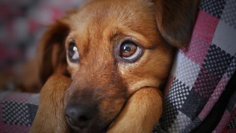 "Нема оправдання": в Івано-Франківській області жорстоко потруїли собак (відео)