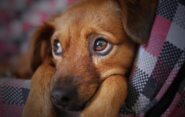 "Нет оправдания": в Ивано-Франковской области жестоко отравили собак (видео)