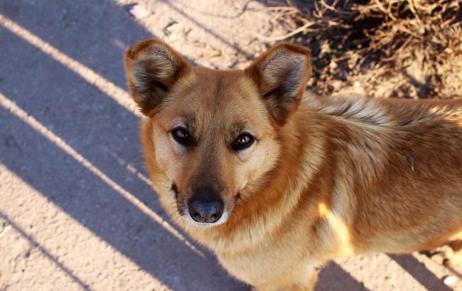 "Три вогнепали в морду": у Києві рятують пораненого собаку (фото 18+)