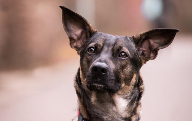 Шукають нових власників: у Харкові зоозахисники прихистили собак, у яких померла господарка