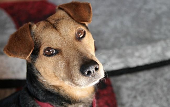 "Может ее кто-то ищет?": в Киеве неизвестный сбил собаку и скрылся (фото)