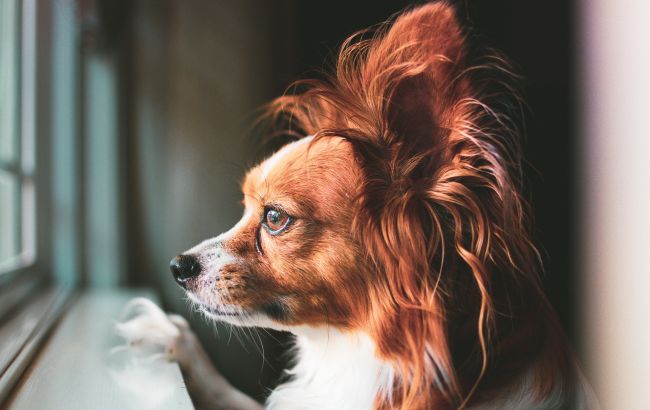 Ці 10 порід собак вважаються найрозумніші у світі: фото і опис