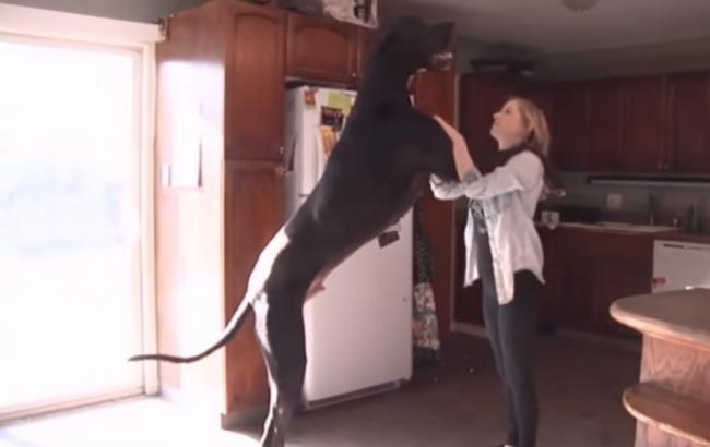 Хозяева гигантской собаки претендуют на рекорд в книге Гиннесса