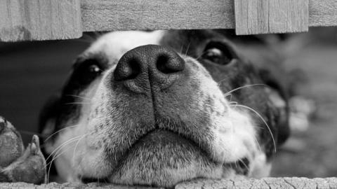 В Кривом Роге хозяева выкинули собаку на улицу, привязав к дереву