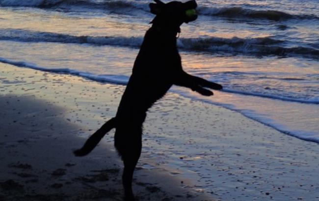 Пес стал звездой соцсети, сделав сальто через забор