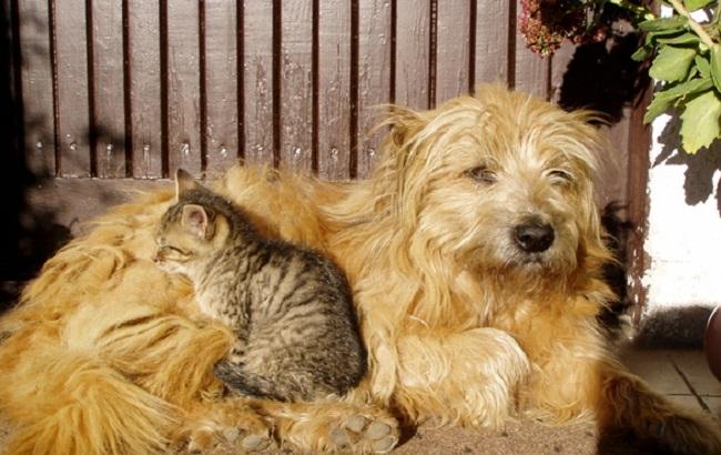 Власти Тайваня запретили есть кошек и собак