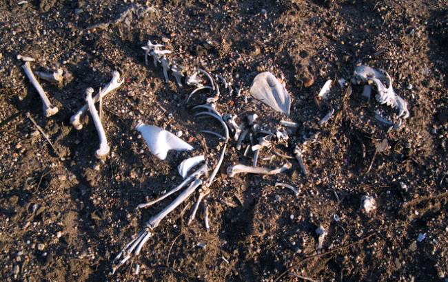 Під Сумами будівельники знайшли стародавнє поховання 18-го століття