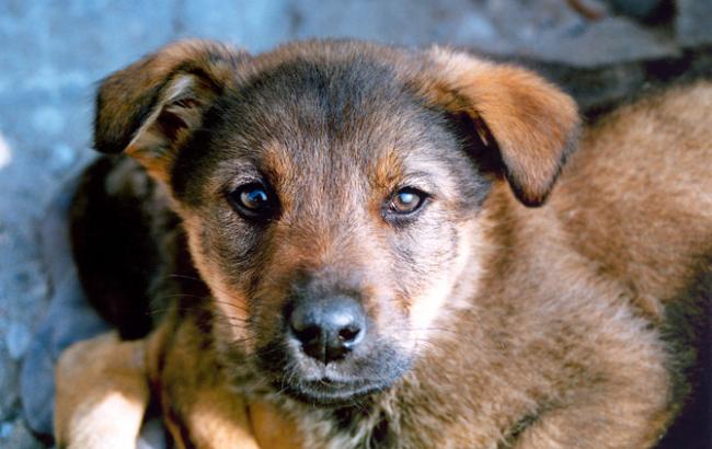 У Києві собаку кинули помирати із заклеєною пащею