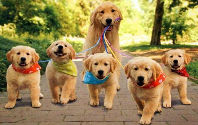 Жителей Львова обязали "прописать" своих питомцев