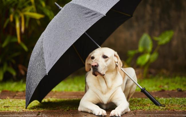 Погода на сегодня: в Украине местами дожди, температура до +11