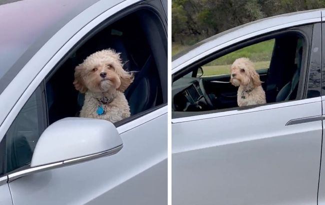 Собака водить Теслу: з'явилося неоднозначне відео з Tesla на автопілоті