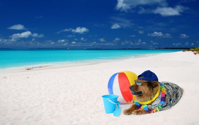 Погода на завтра: в Украине без осадков, температура до +37