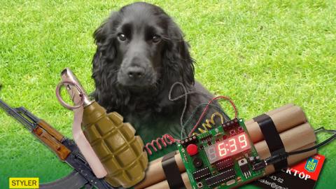 Маразм крепчал: в Крыму собаку хотели обвинить в терроризме (видео)