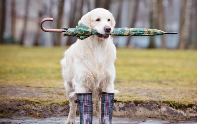 Погода на сьогодні: в Україні місцями дощі, температура до +9